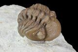 Bargain, Enrolled Lochovella (Reedops) Trilobite - Oklahoma #68630-3
